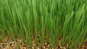 Cura Wheat Grass Ras